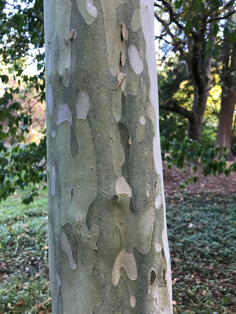 Cornus wilsoniana (Wilson&#39;s Dogwood)