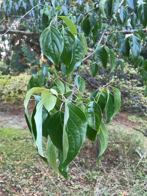 Cornus wilsoniana (Wilson&#39;s Dogwood)