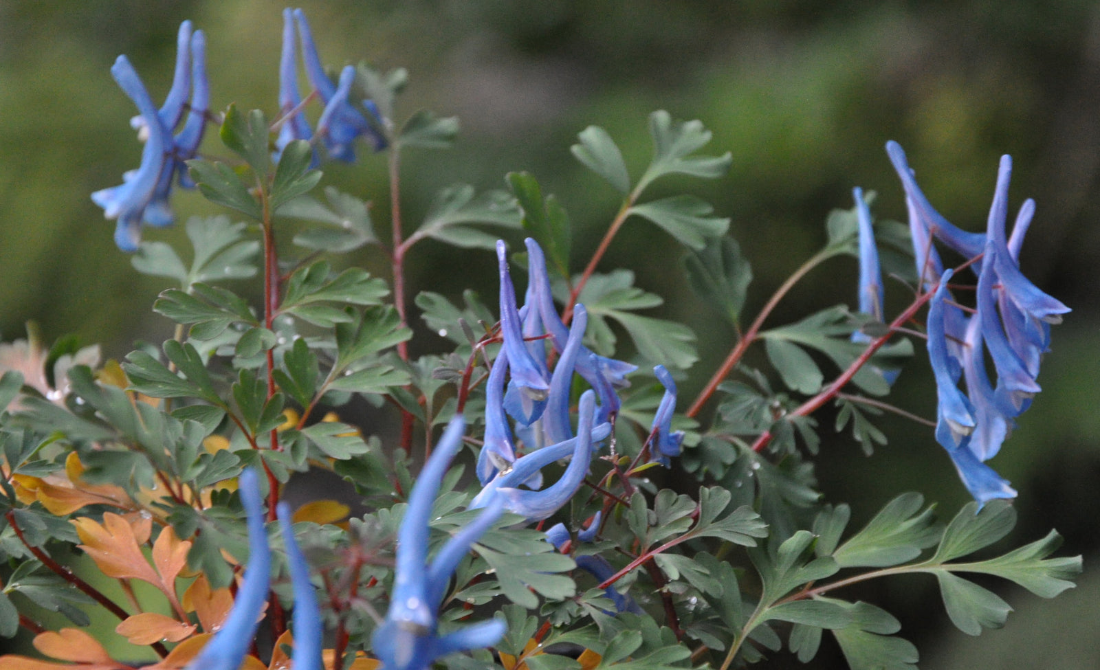 Corydalis curvifolora var. rosthornii 'Blue heron' (Blue Heron Fumewort)