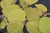 Corylopsis spicata 'Golden Spring' (Winterhazel)