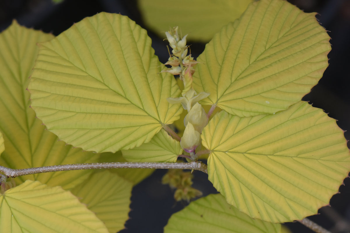 Corylopsis spicata &#39;Golden Spring&#39; (Winterhazel)