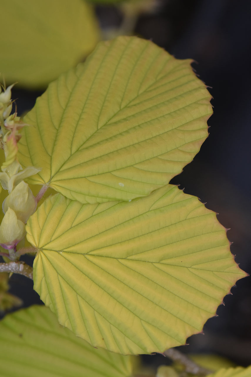 Corylopsis spicata &#39;Golden Spring&#39; (Winterhazel)