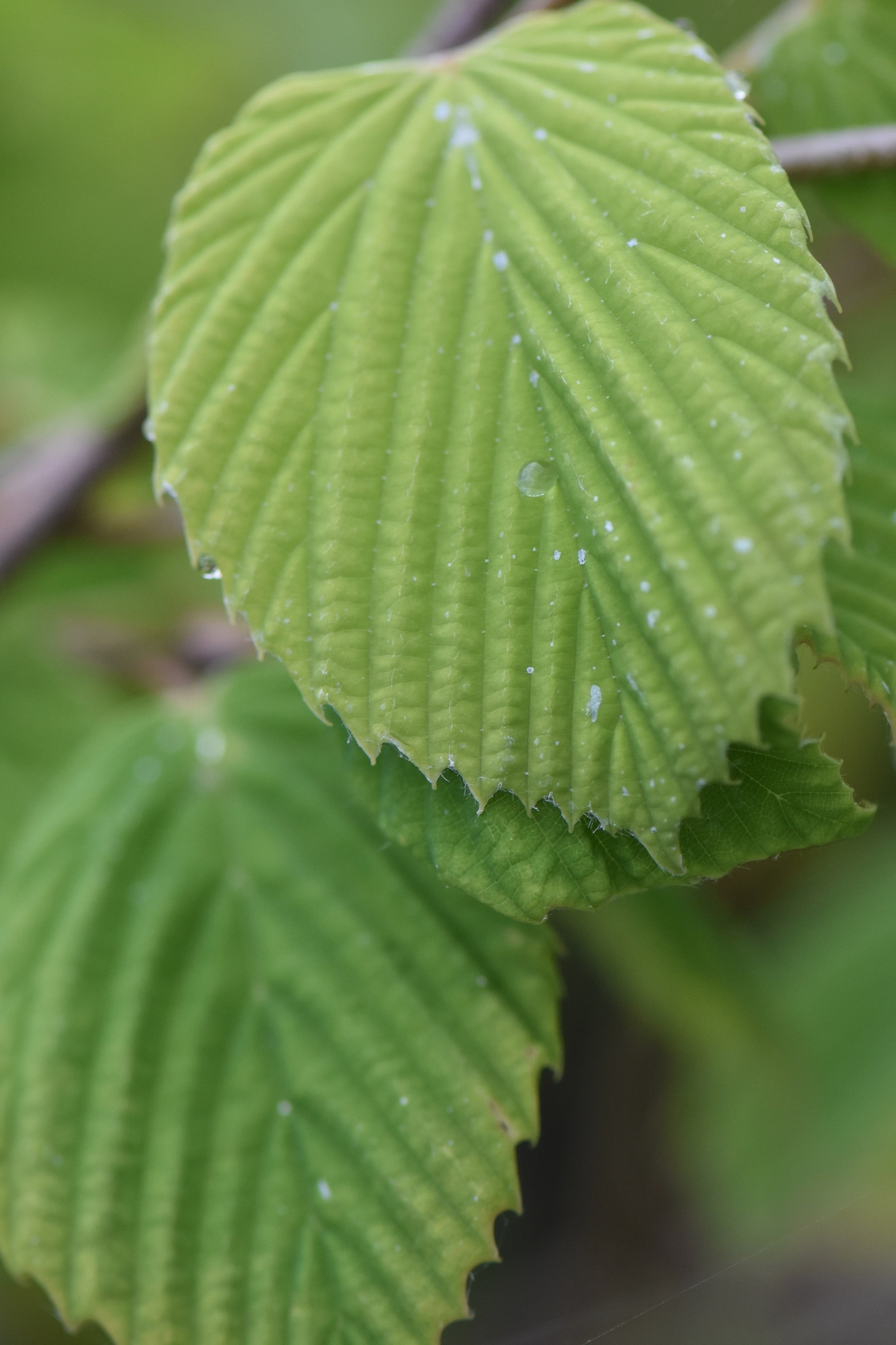 Corylopsis glabrescens 'Longwood Chimes' (Longwood Chimes Fragrant Winterhazel)