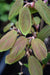 Corylopsis willmotia 'Spring Purple' (Chinese Winter Hazel) syn. Corylopsis sinensis