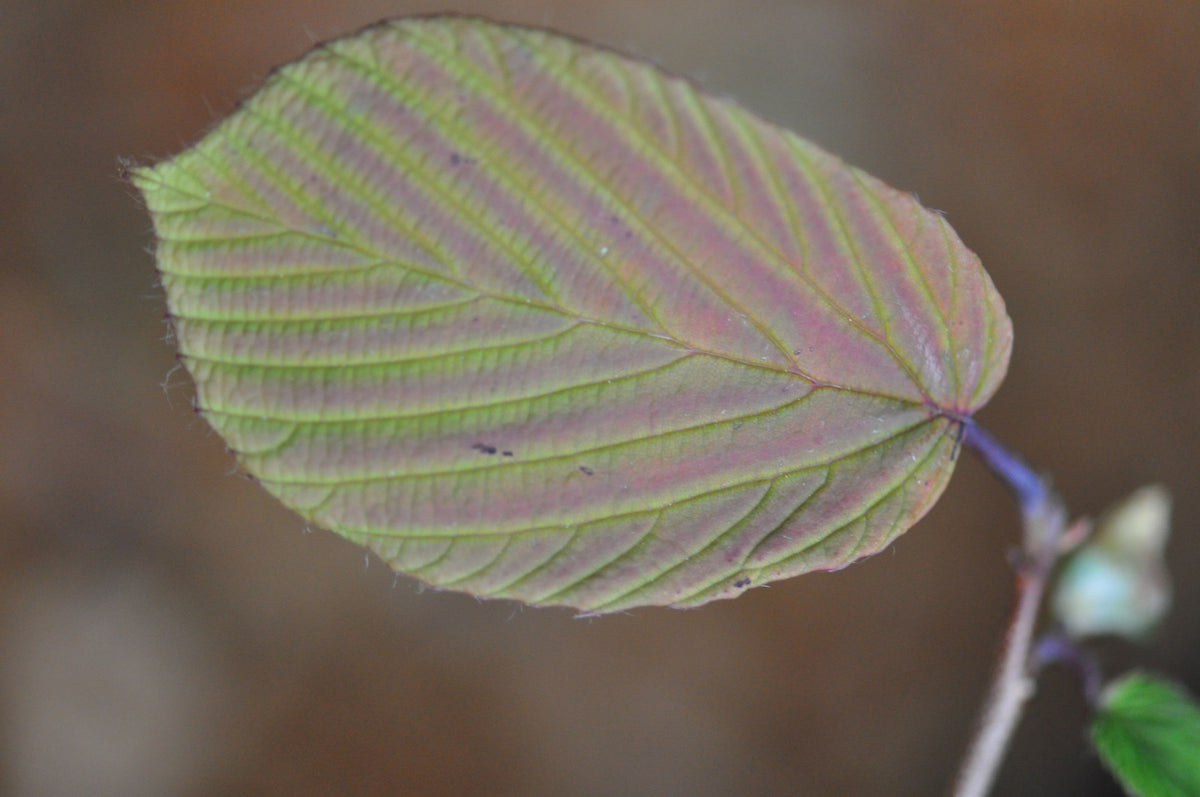 Corylopsis willmotia &#39;Spring Purple&#39;   (Chinese Winter Hazel)