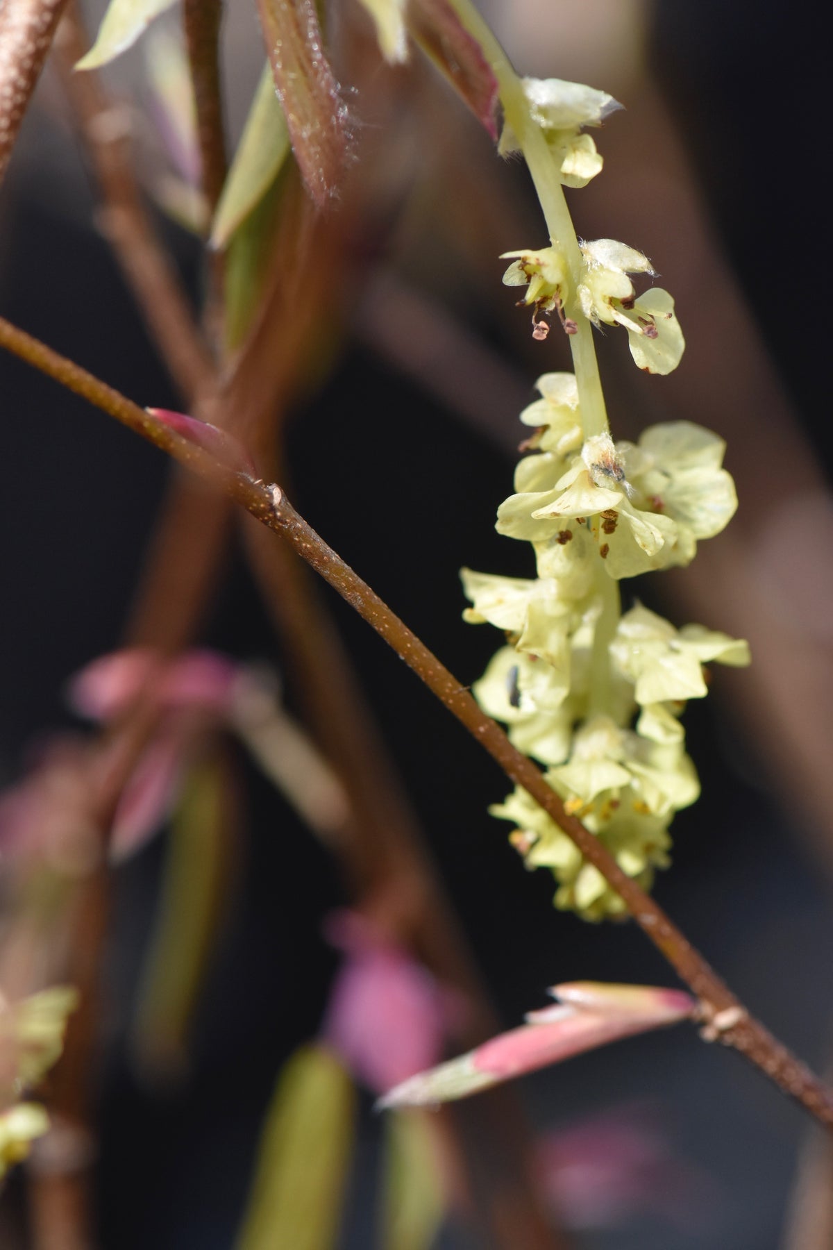 Corylopsis willmotia &#39;Spring Purple&#39;   (Chinese Winter Hazel)