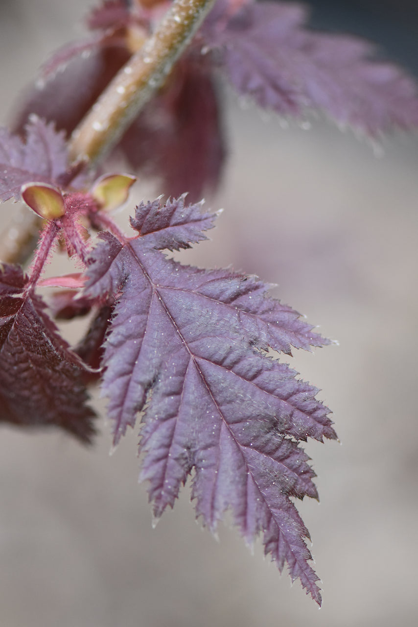 Corylus avellana 'Burgundy Lace' (Burgundy Lace Filbert)