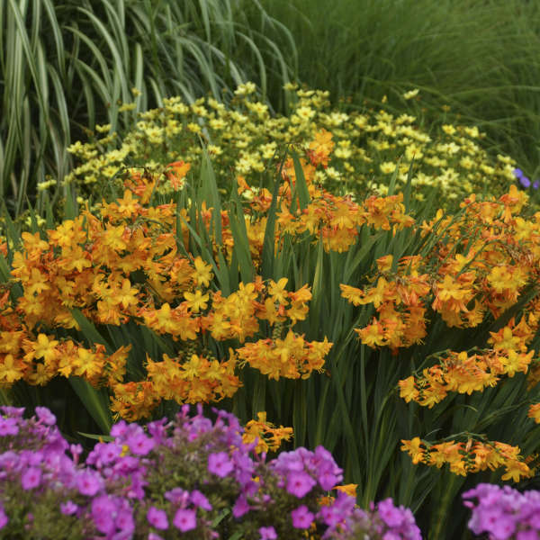 Crocosmia &#39;Walberton Yellow&#39; COPF, syn. &#39;Walcory&#39;   Montbretia)