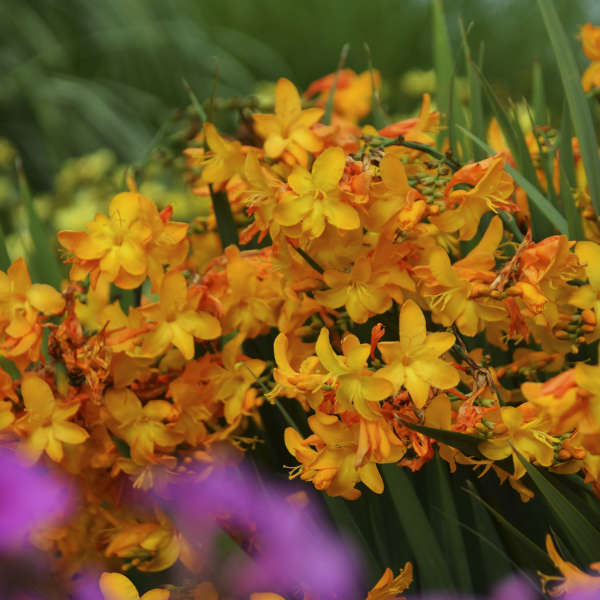 Crocosmia &#39;Walberton Yellow&#39; COPF, syn. &#39;Walcory&#39;   Montbretia)