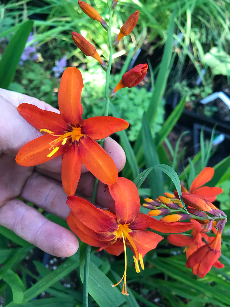 Crocosmia &#39;Babylon&#39; (Montbretia)