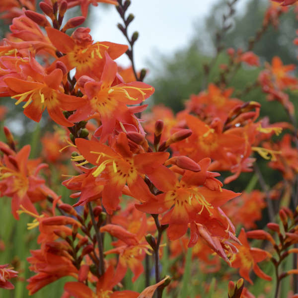 Crocosmia &#39;Prince of Orange&#39; (Montbretia)
