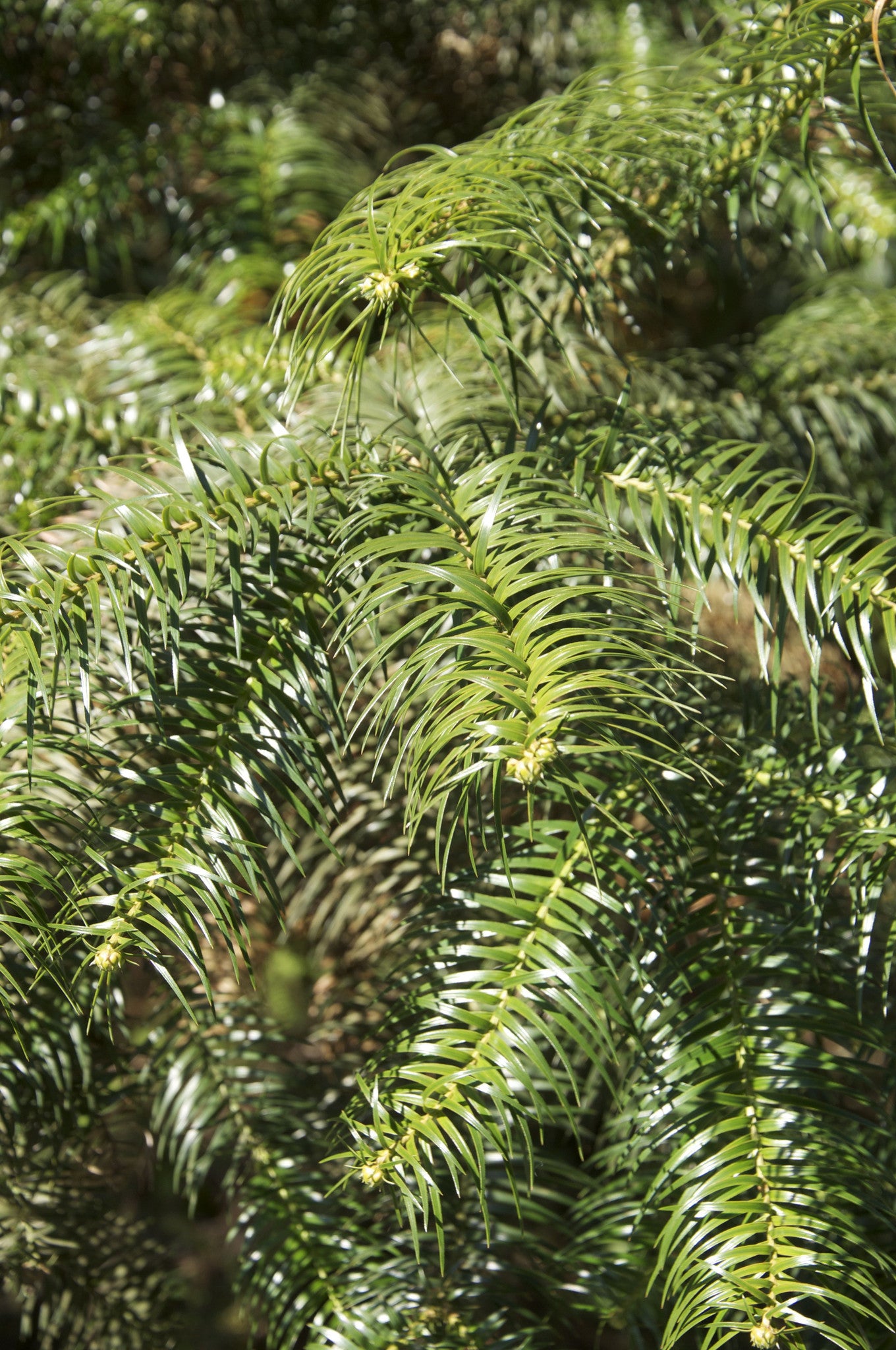 Cunninghamia lanceolata (China Fir)