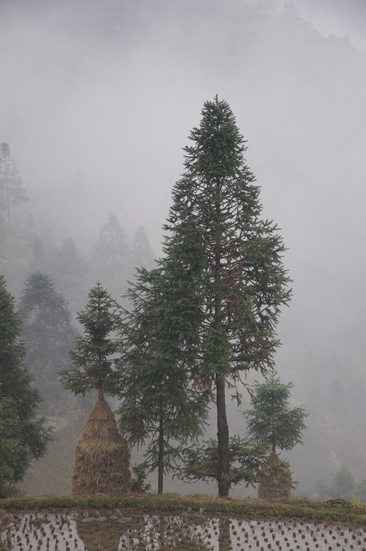 Cunninghamia lanceolata (China Fir)