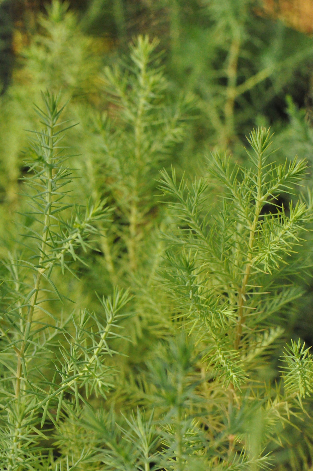 Cupressus funebris (Chinese Weeping Cypress, Chinese Coffin Tree)