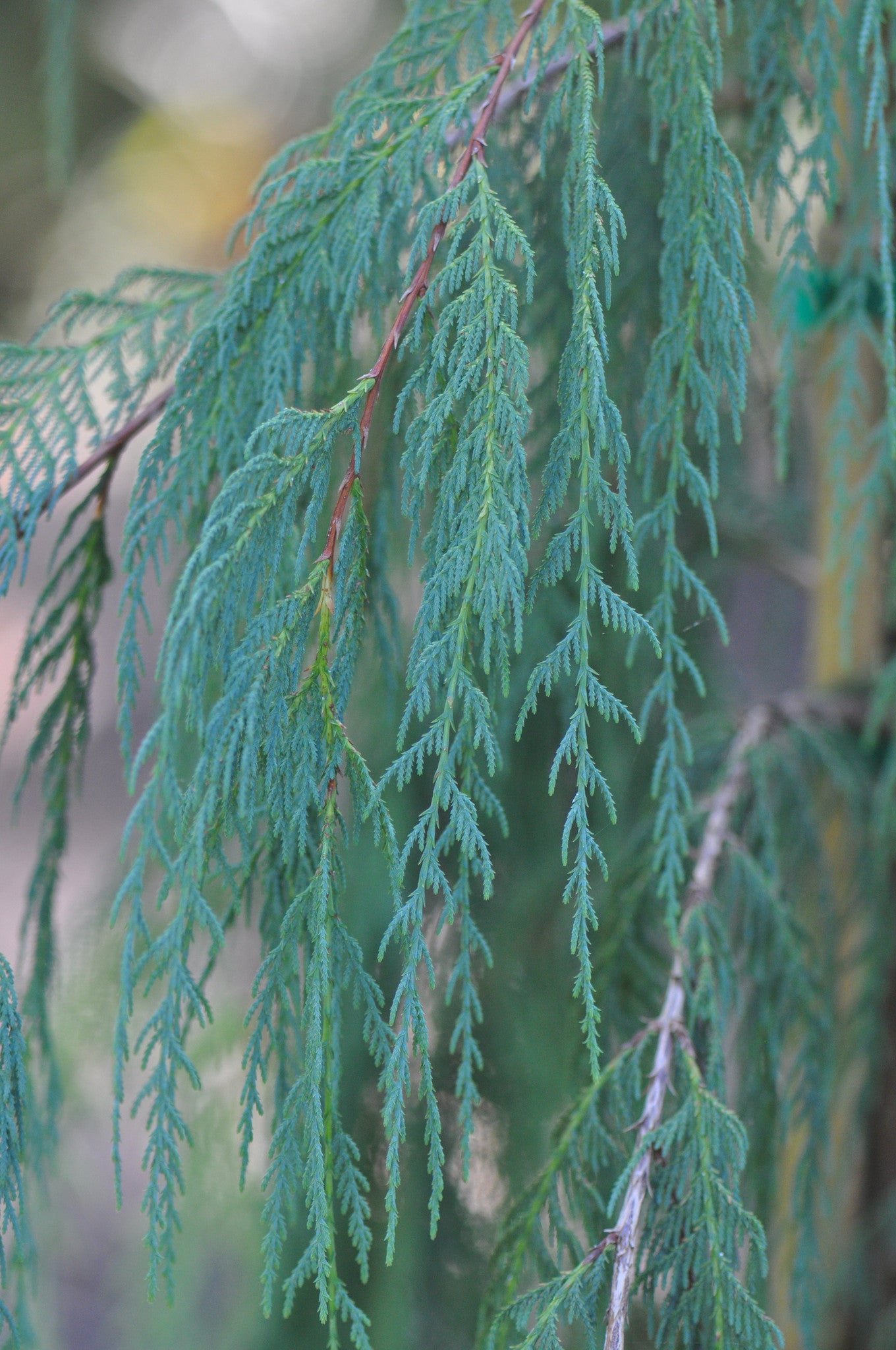 Cupressus cashmeriana (Bhutan Cypress, Kashmir Cypress, Weeping Cypress) syn. C. darjeelingensis