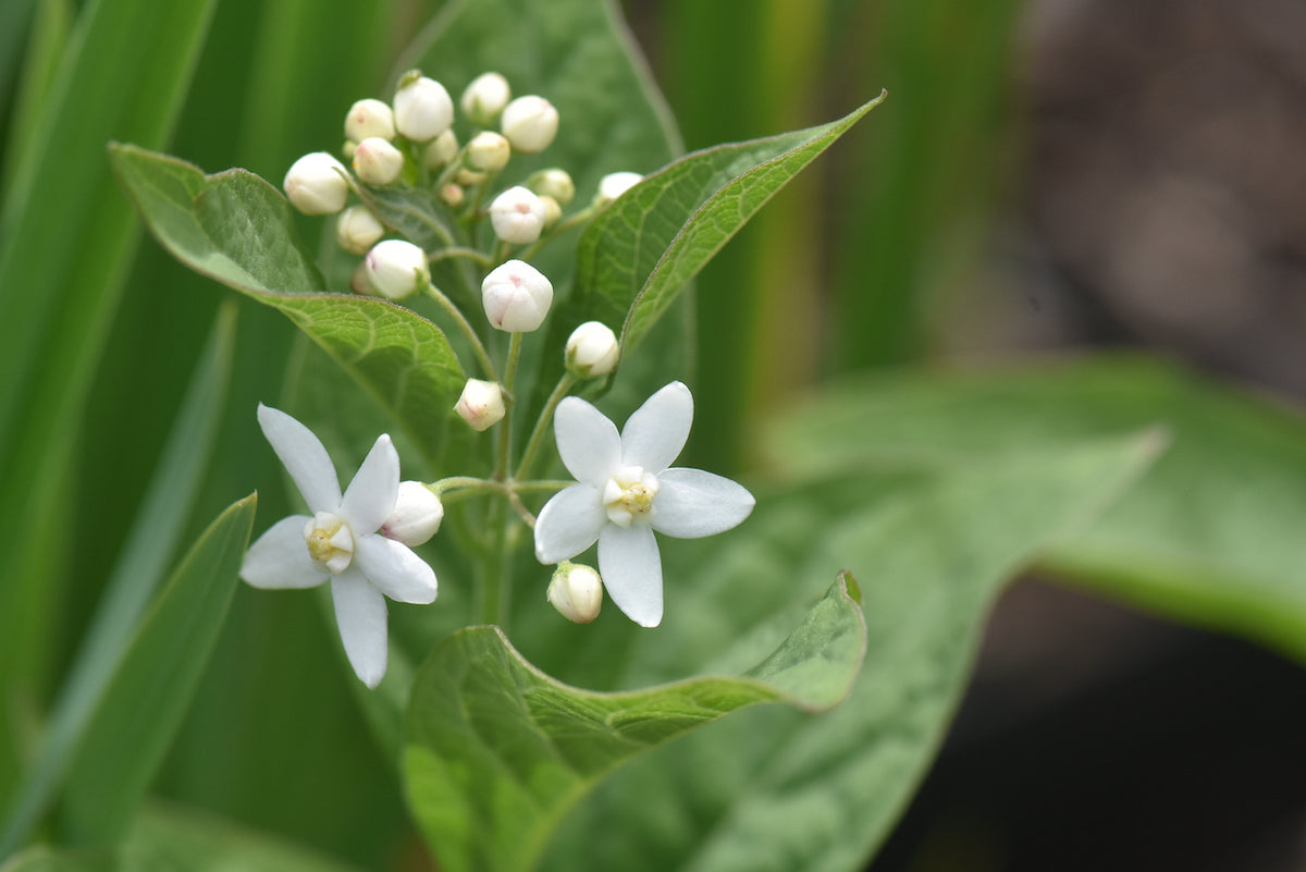 Cynanchum ascyrifolium (False Bush Stephanotis)