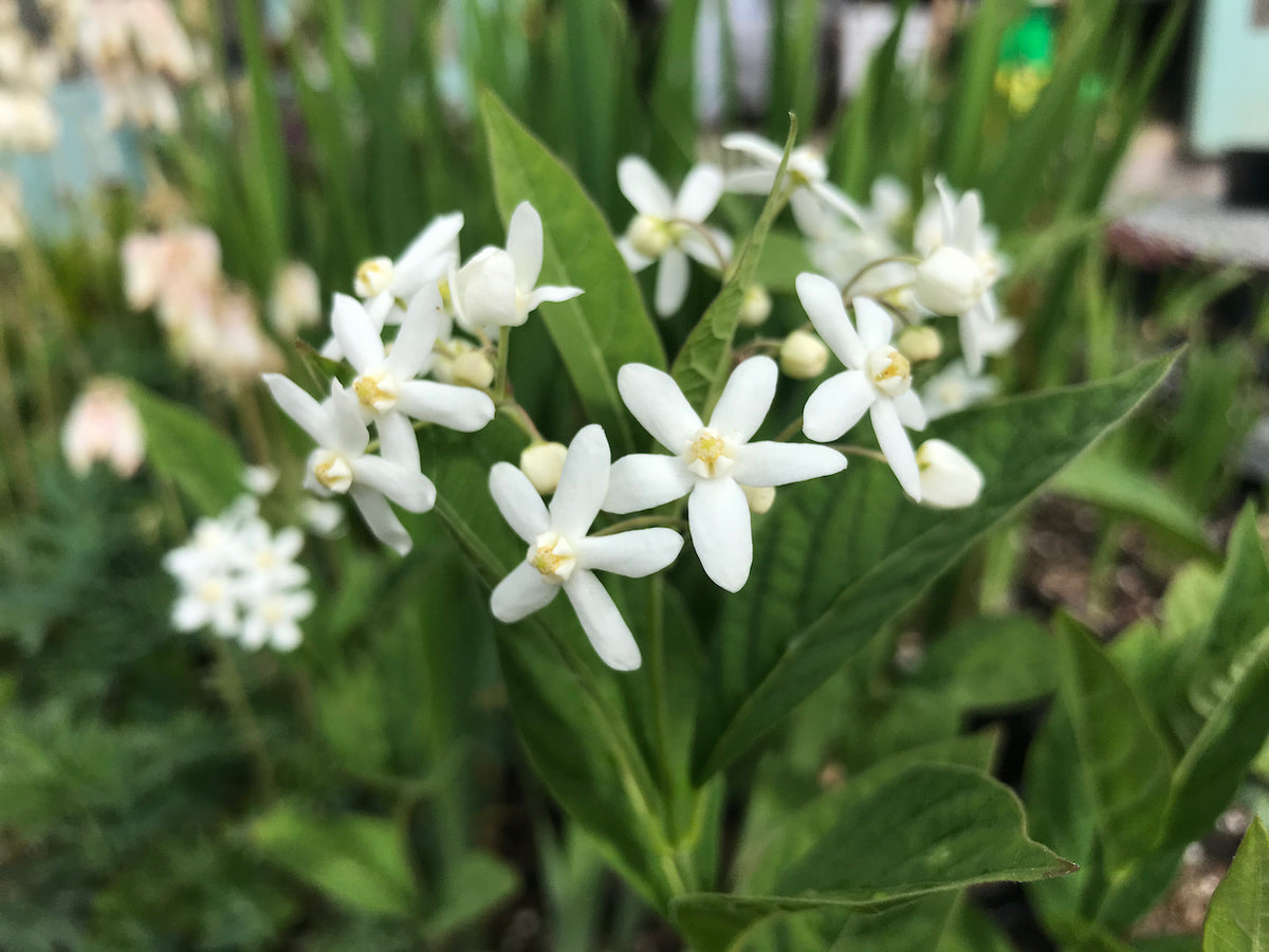 Cynanchum ascyrifolium (False Bush Stephanotis)