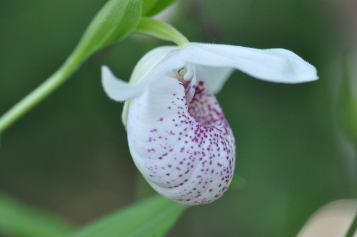 Cypripedium &#39;Ulla Silkens (Lady&#39;s Slipper Orchid)