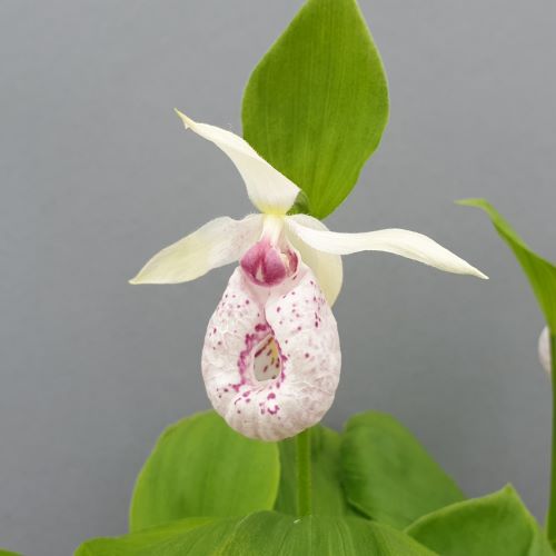 Cypripedium &#39;Anita&#39; (Lady&#39;s Slipper Orchid)