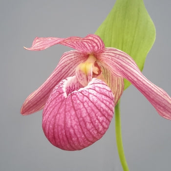 Cypripedium &#39;Bernd&#39; (Hardy Lady Slipper Orchid)