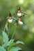 Cypripedium 'Hank Small'  (Lady's Slipper Orchid)
