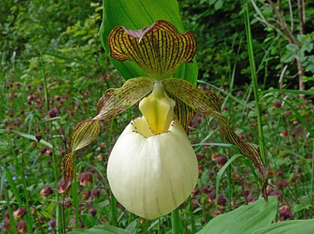 Cypripedium &#39;Gabriela&#39;  (Hardy Orchid)