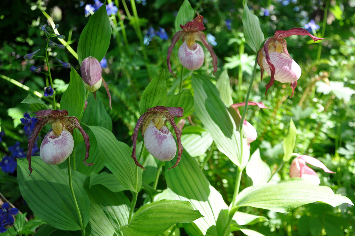 Cypripedium &#39;Phillipp&#39;  (Hardy Orchid)