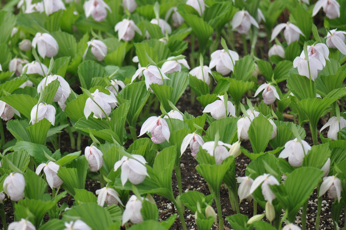 Cypripedium formosanum (Lady&#39;s Slipper Orchid)