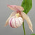 Cypripedium franchetii x segawai (Lady's Slipper Orchid)
