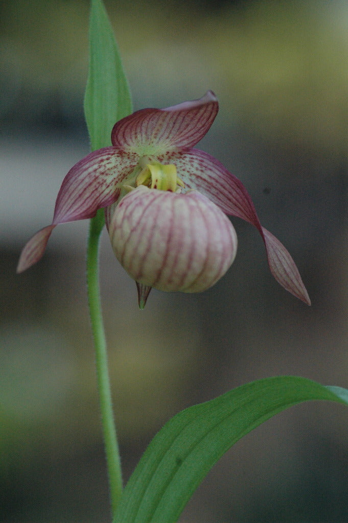 Cypripedium &#39;Gisela&#39; (Lady&#39;s Slipper Orchid)