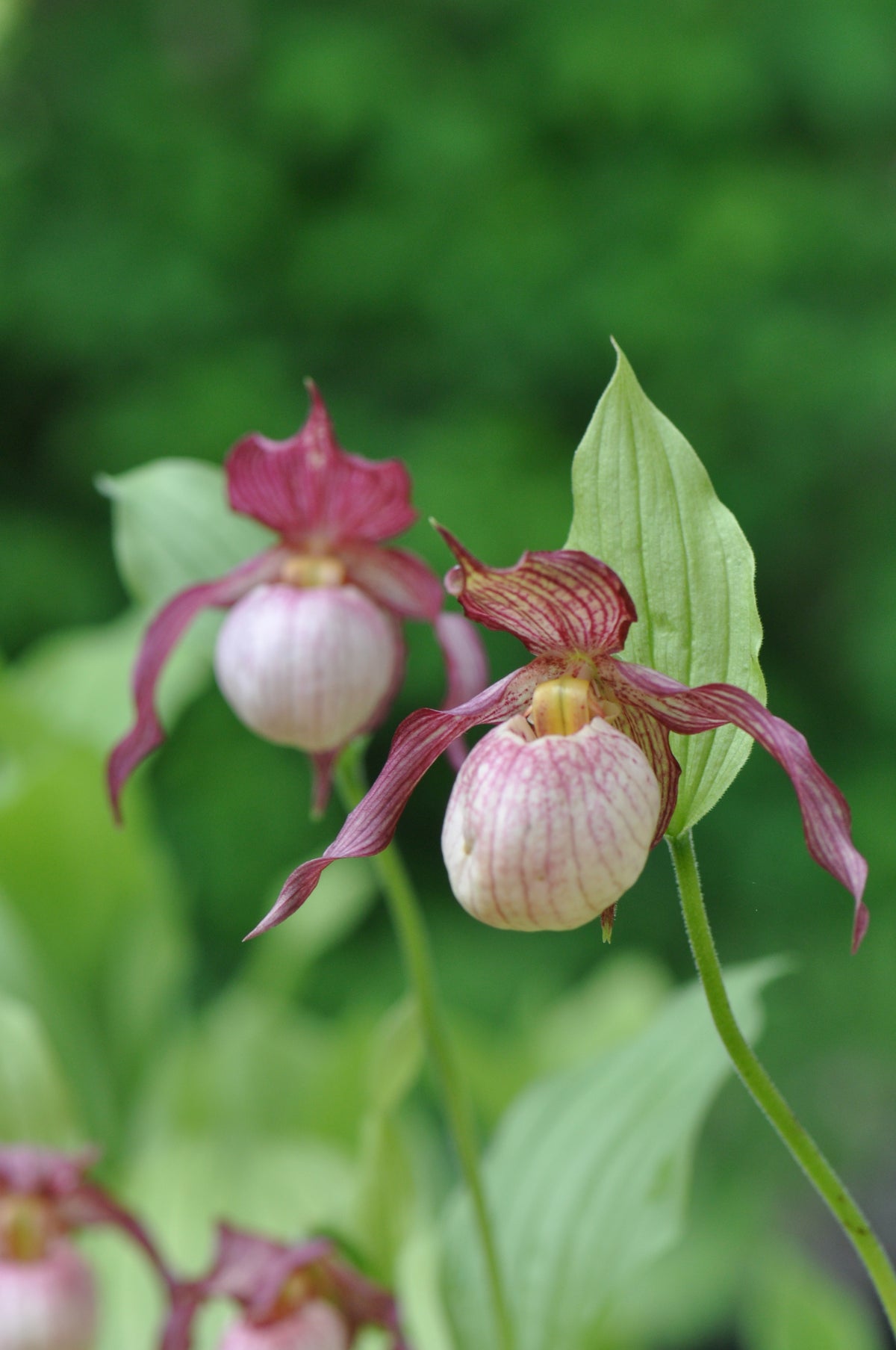 Purple lady sales slipper orchid