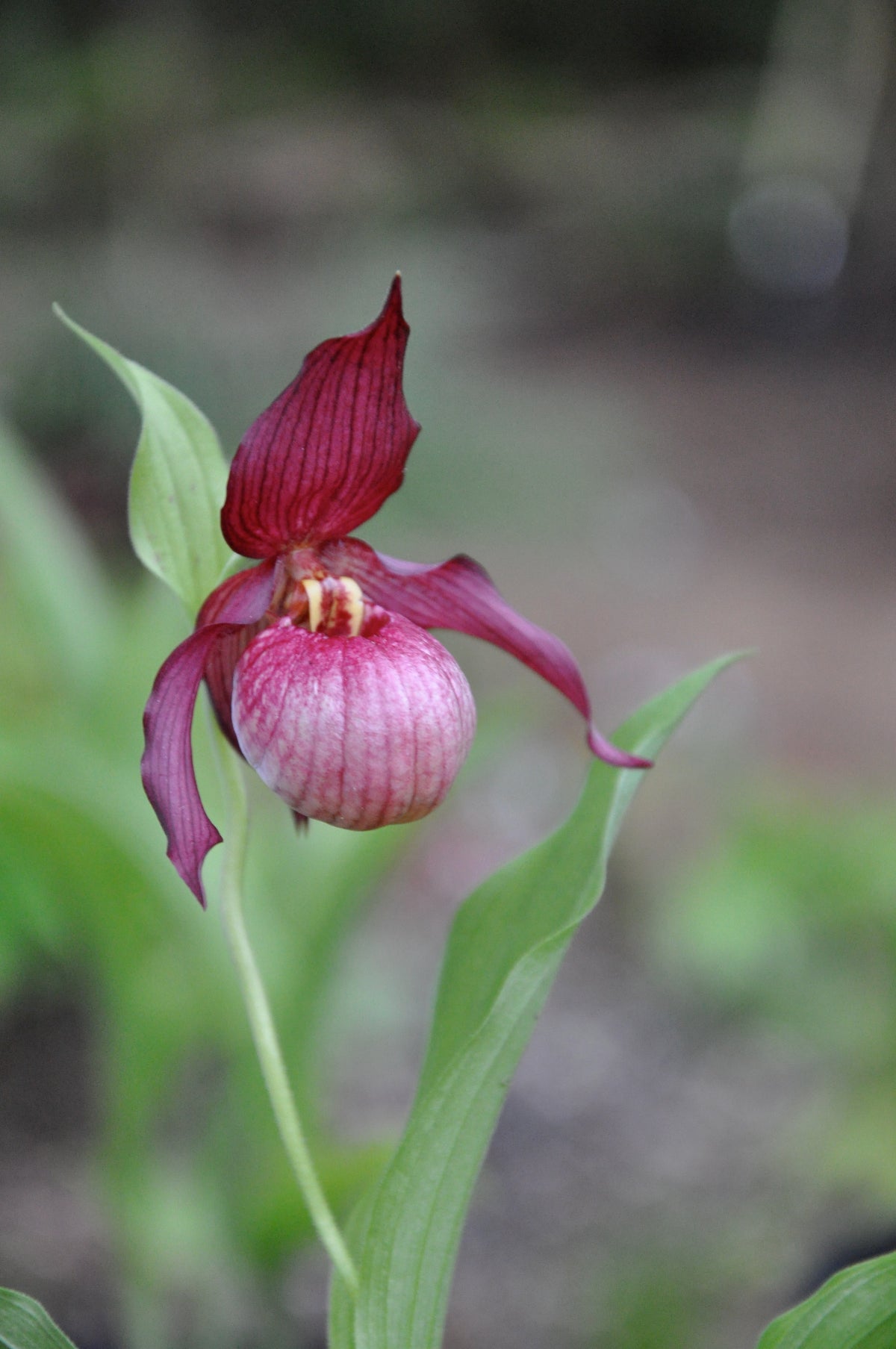 Cypripedium &#39;Gisela&#39; (Lady&#39;s Slipper Orchid)