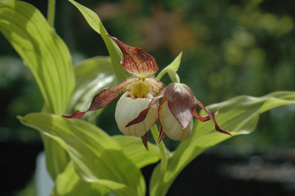 Cypripedium  &#39;Ingrid&#39; (Lady&#39;s Slipper Orchid)