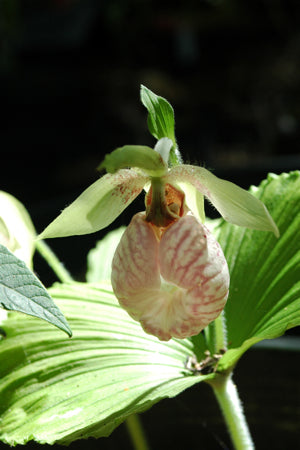 Cypripedium japonicum (Lady&#39;s Slipper Orchid)