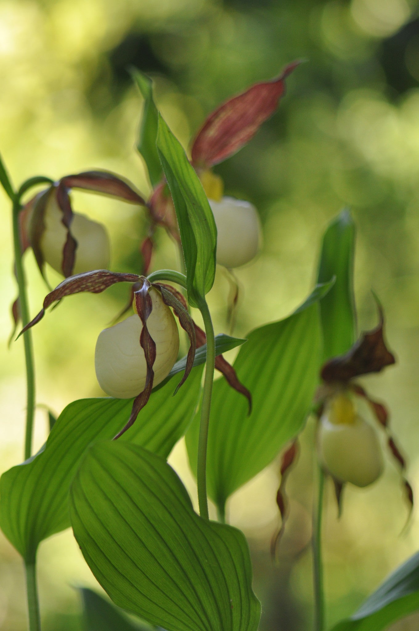 Cypripedium kentuckiense (Lady's Slipper Orchid)