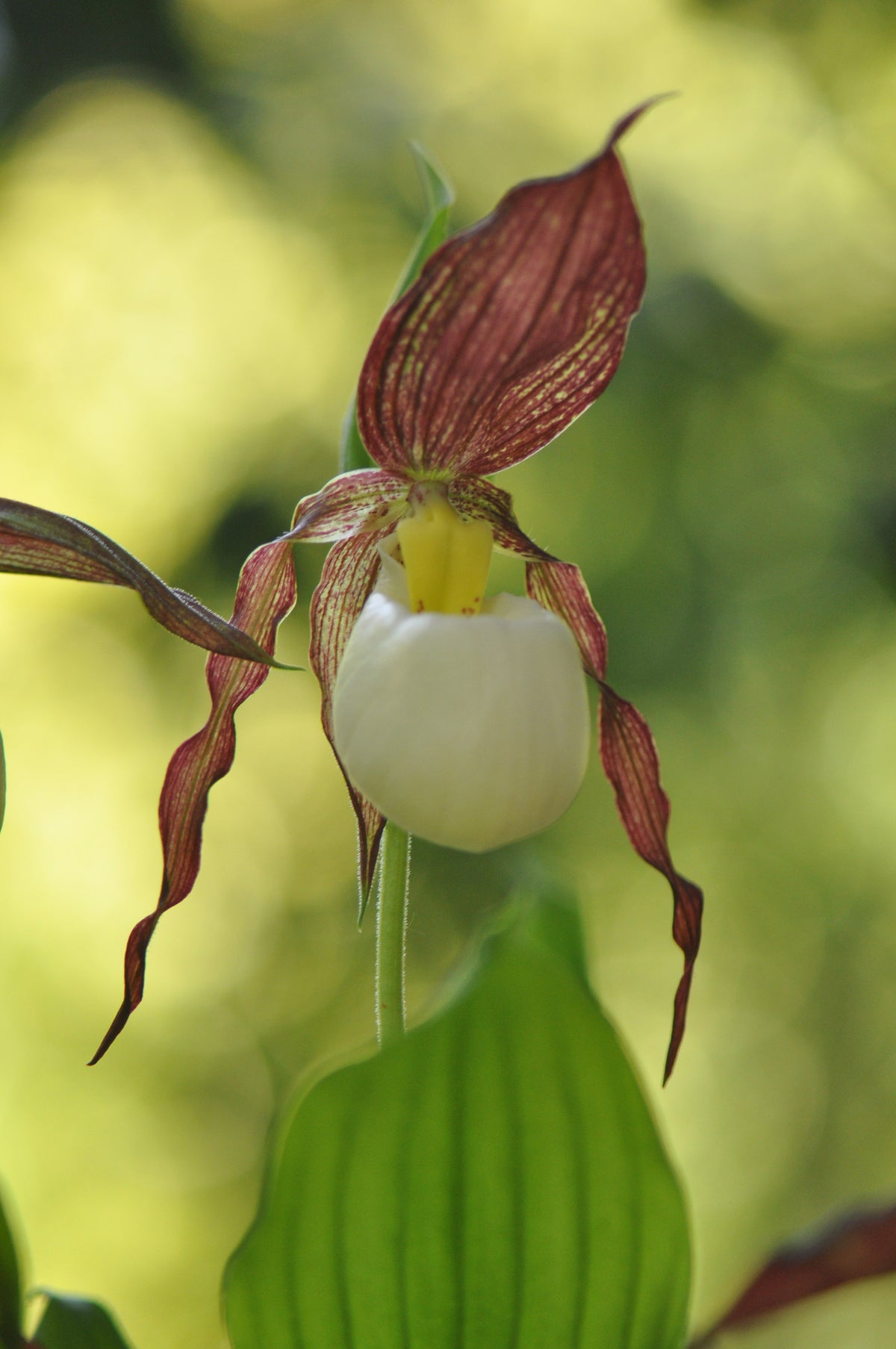 Cypripedium kentuckiense (Lady&#39;s Slipper Orchid)
