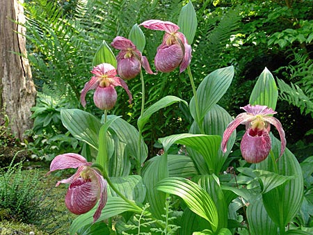 Cypripedium 'Lucy Pinkepank' (Hardy Orchid)
