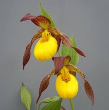 Cypripedium &#39;Lukas&#39;  (Hardy Orchid)