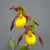 Cypripedium 'Lukas'  (Hardy Orchid)