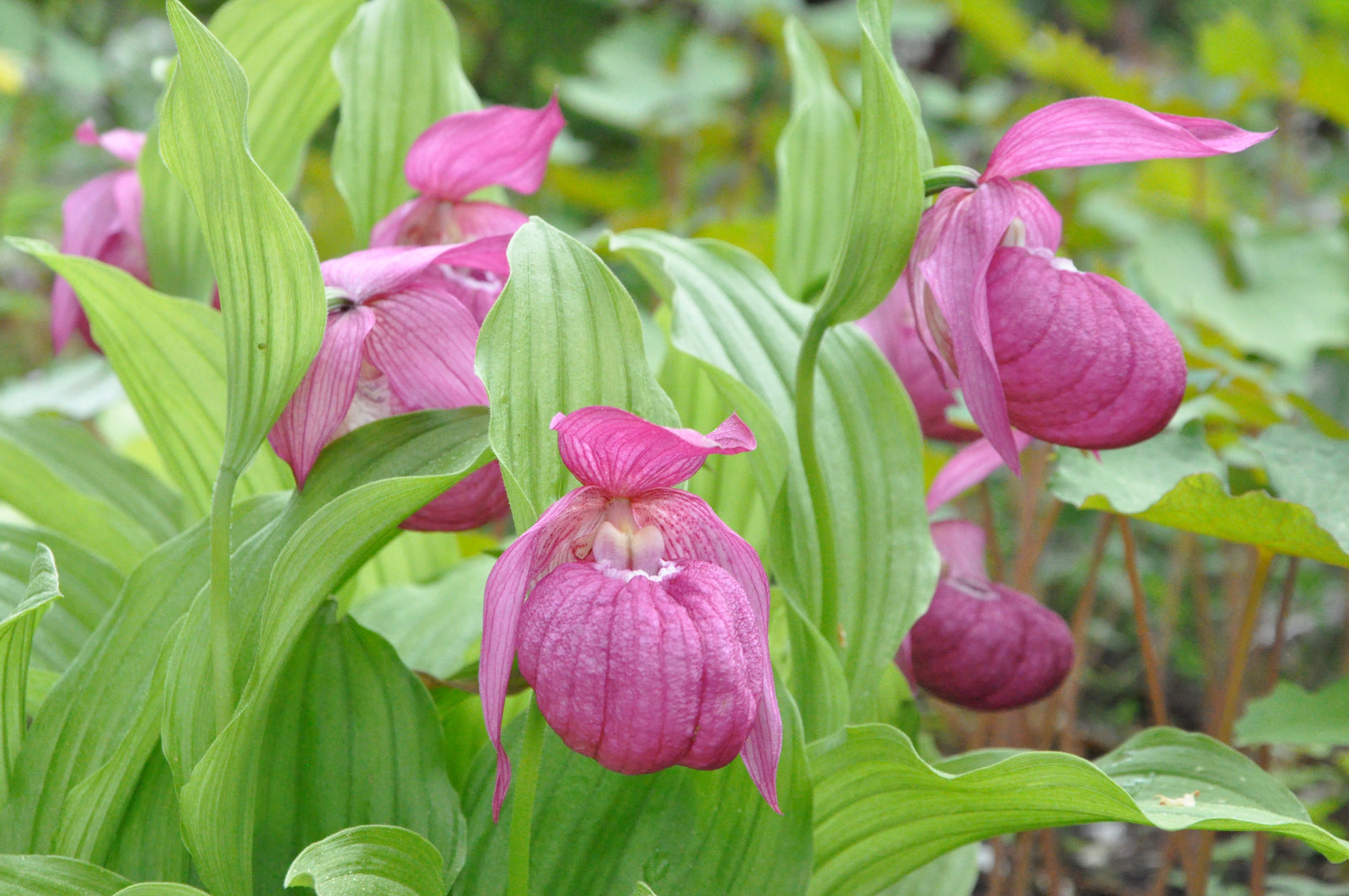 Cypripedium macranthos (Lady's Slipper Orchid)