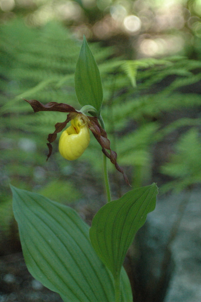 Cypripedium parviflorum var. parviflorum (Lady&#39;s Slipper Orchid)