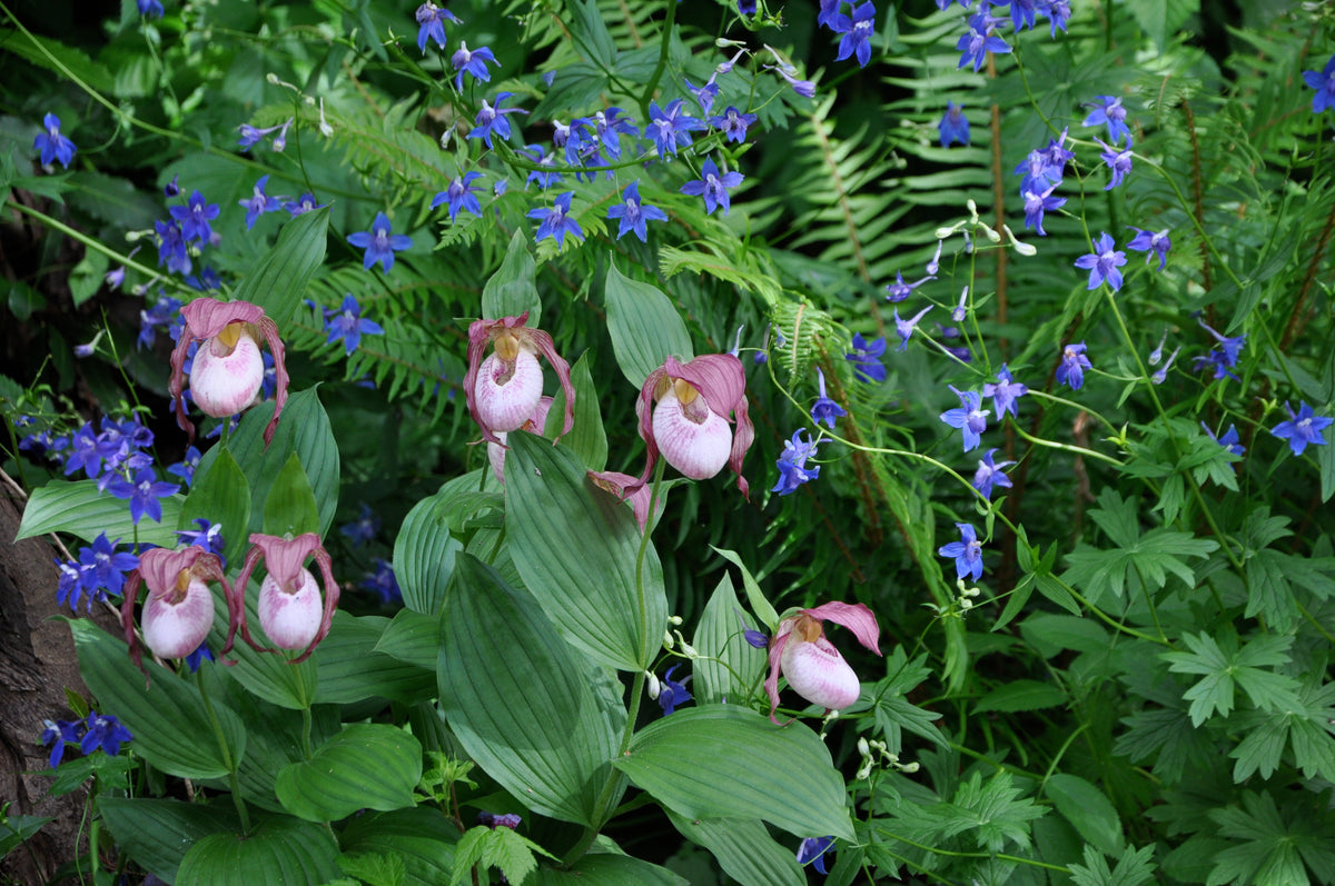 Cypripedium &#39;Phillipp&#39;  (Hardy Orchid)