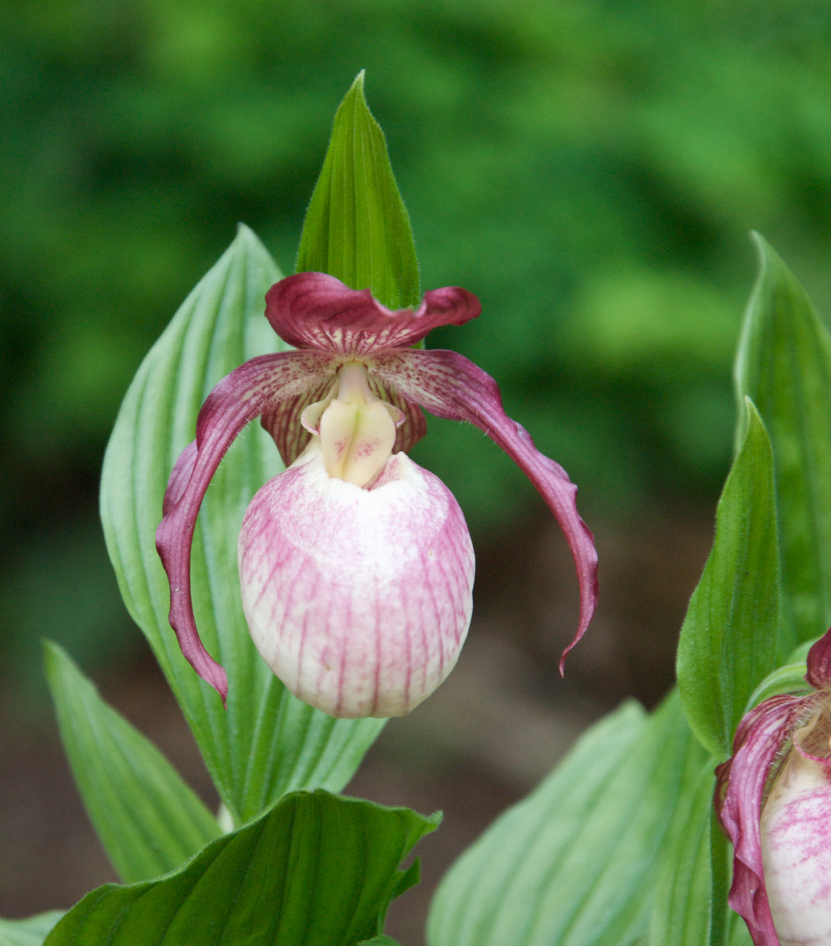 Cypripedium &#39;Phillipp&#39;  (Hardy Orchid)