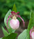 Cypripedium 'Phillipp'  (Hardy Orchid)