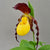 Cypripedium planipetalum x kentuckiense'  (Hardy Orchid)