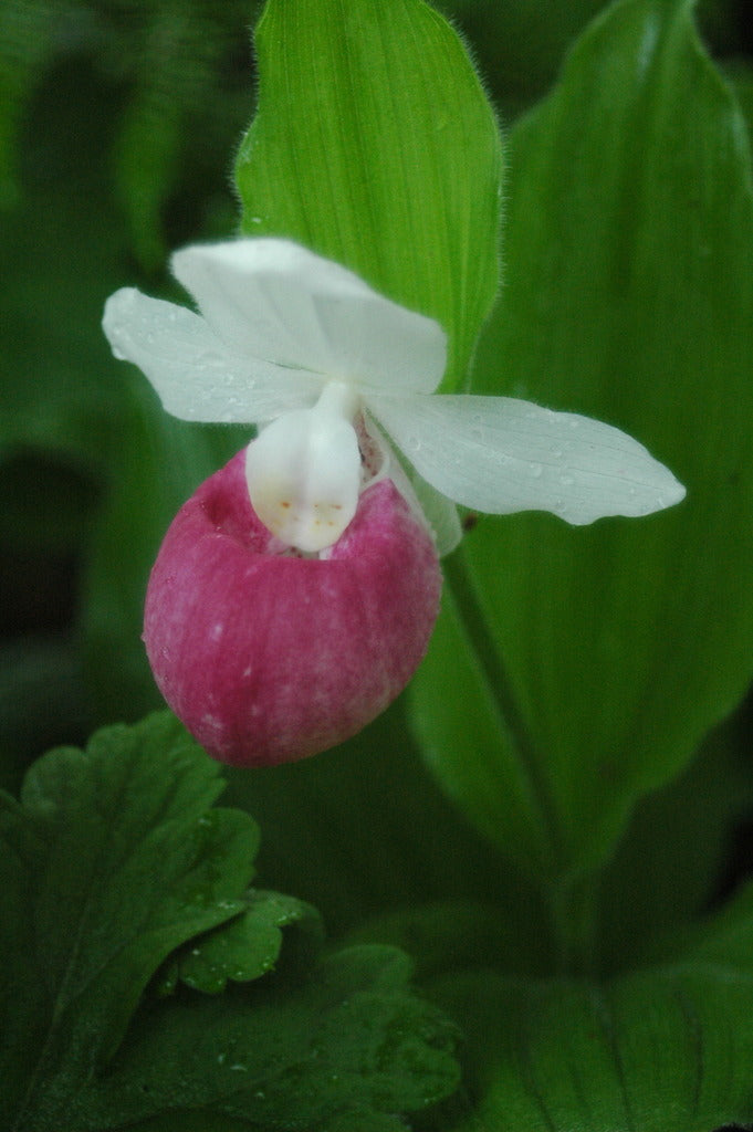 Cypripedium reginae (Lady&#39;s Slipper Orchid)