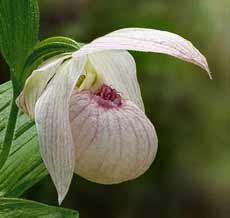 Cypripedium &#39;Renate&#39; (Lady&#39;s Slipper Orchid)