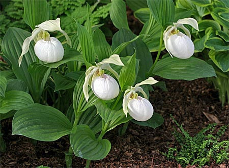 Cypripedium &#39;Sabine Pastel&#39;  (Hardy Orchid)