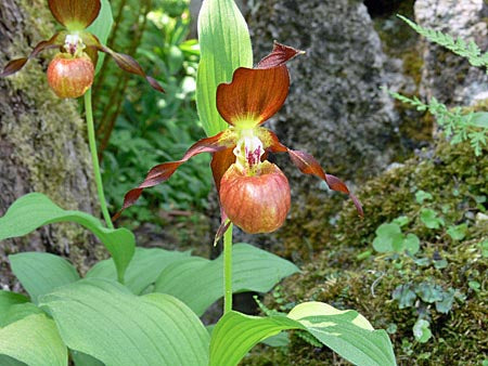 Cypripedium 'Schoko'  (Hardy Orchid)