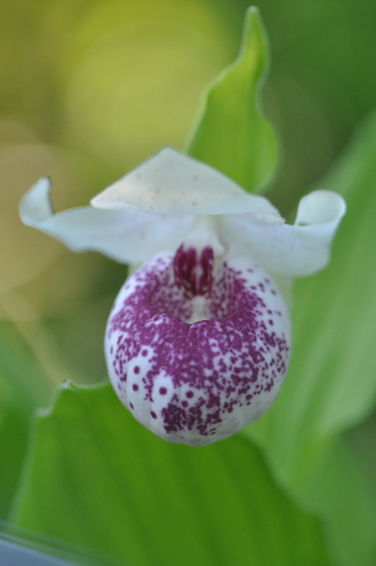 Cypripedium &#39;Ulla Silkens (Lady&#39;s Slipper Orchid)